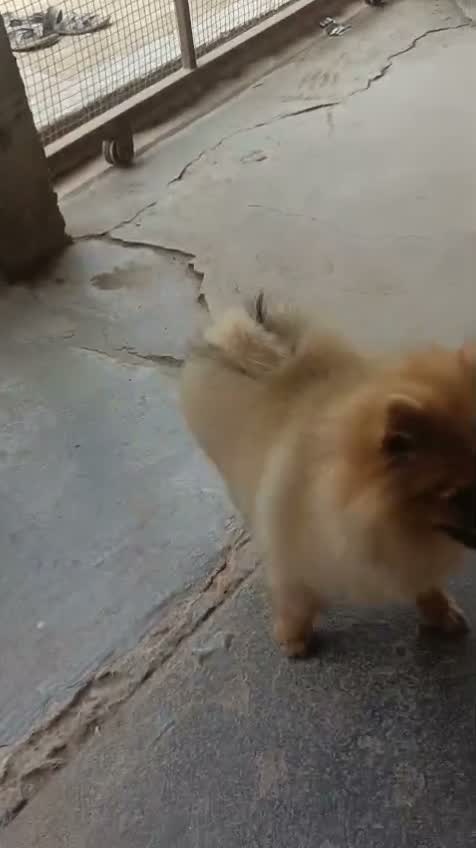 Pomeranian Puppy, farm video