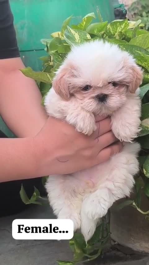 Shih Tzu | Black Color, farm video