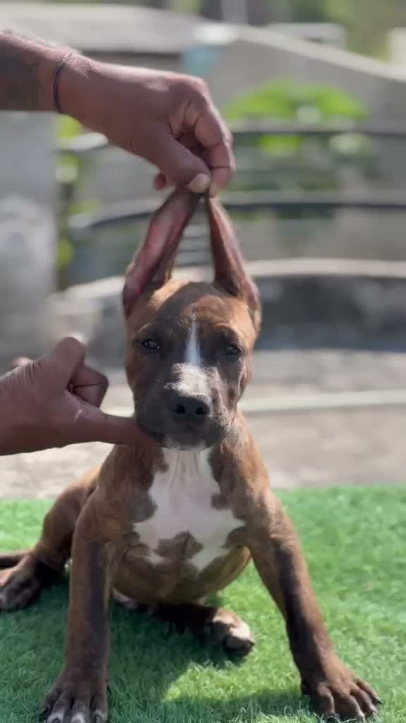 Pitbull Terrier Puppy, farm video