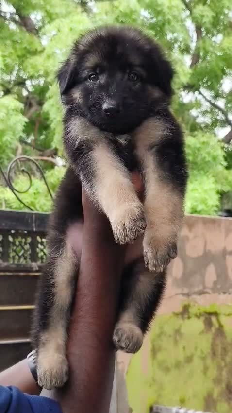 German Shepherd Puppy, farm video