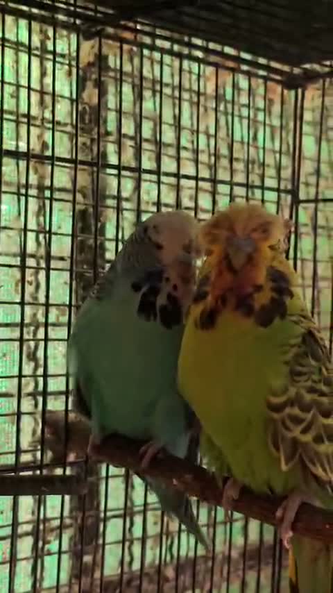 Exhibition Budgies, farm video