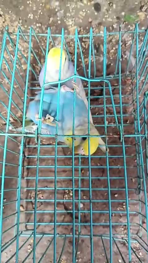Budgies | Fallow, farm video