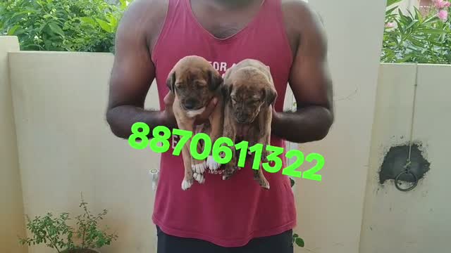 Pitbull Terrier Puppy, farm video