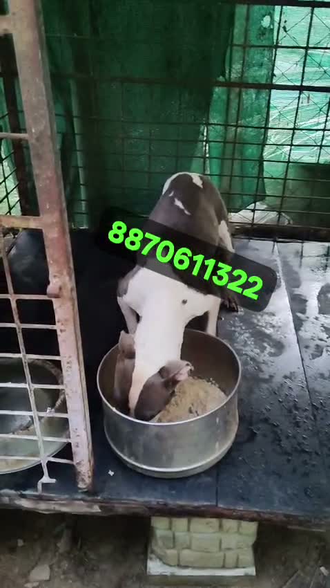 American Bully XXL Size Puppy, farm video