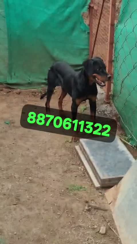 Dachshund Puppy | Brown, farm video