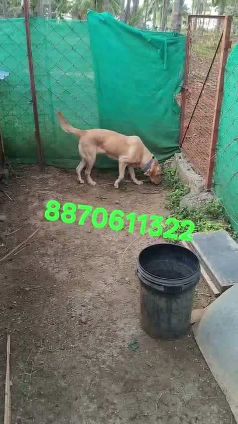 Dachshund Puppy | Brown, farm video