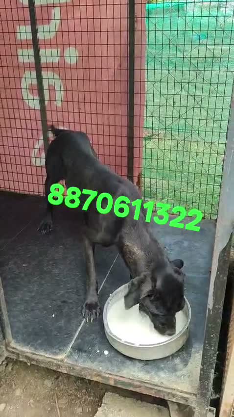 Cane Corso Puppy | Brindle, farm video