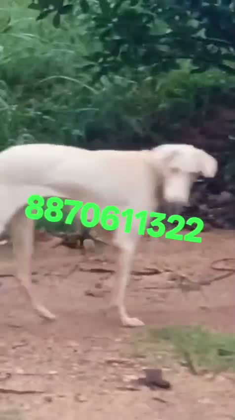 Rajapalayam Puppy, farm video
