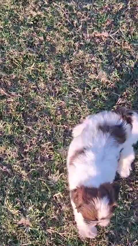 Shih Tzu | Black Color, farm video