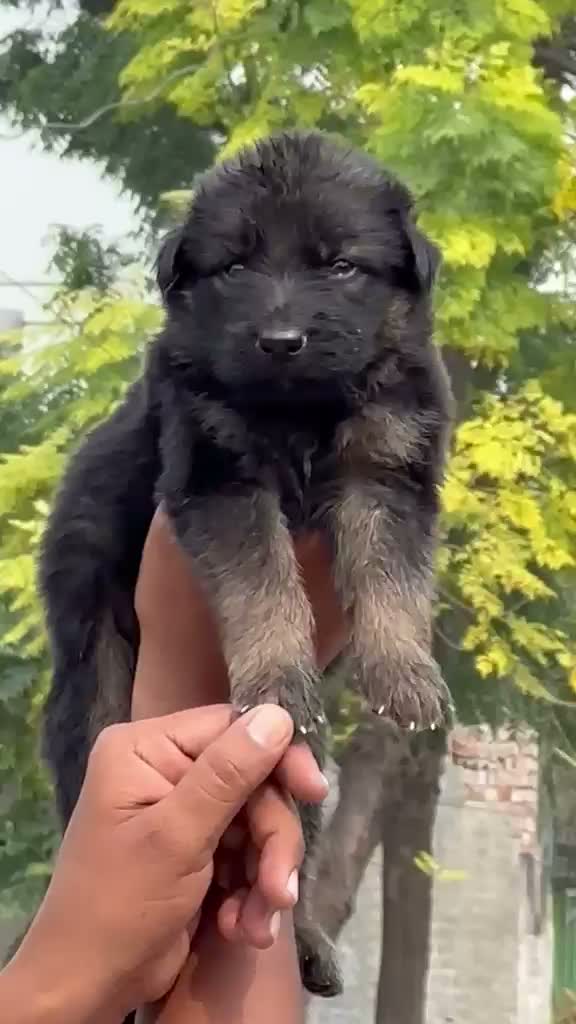German Shepherd Puppy, farm video