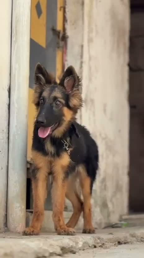German Shepherd Puppy, farm video