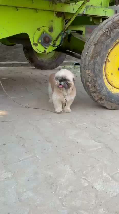 Shih Tzu | Black Color, farm video