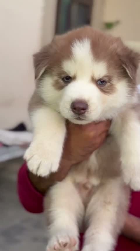 Siberian Husky Puppy | Black & White Color, farm video