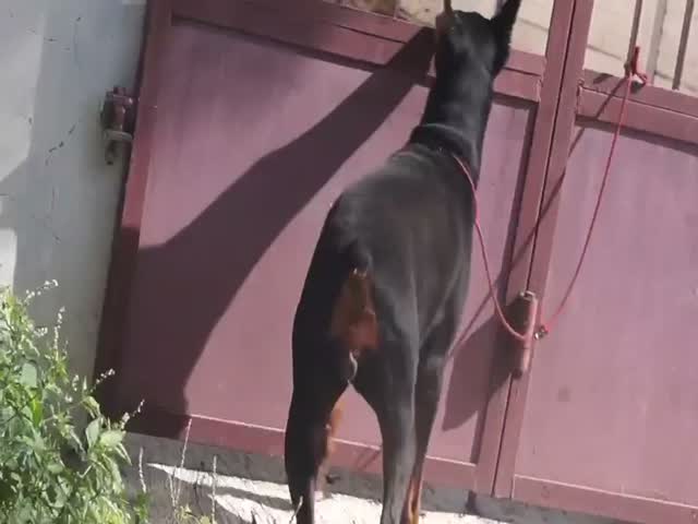 European Doberman Puppy | Black & Tan, farm video