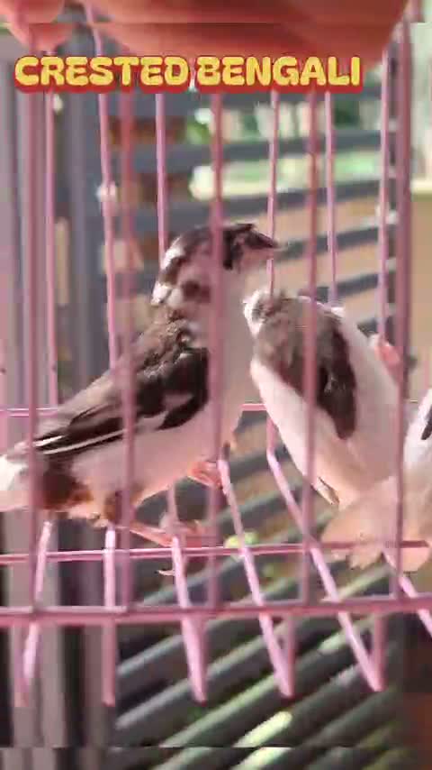 Bengal Kitten, farm video