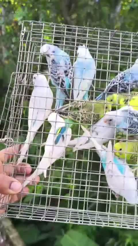 Helicopter Budgies, farm video