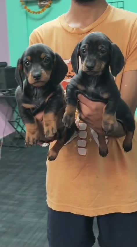 Dachshund Puppy | Brown, farm video