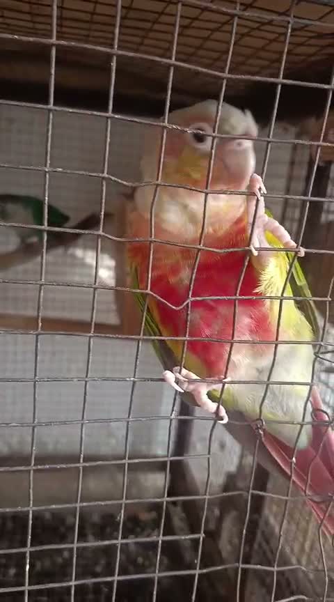 Pineapple Headed Conure, farm video