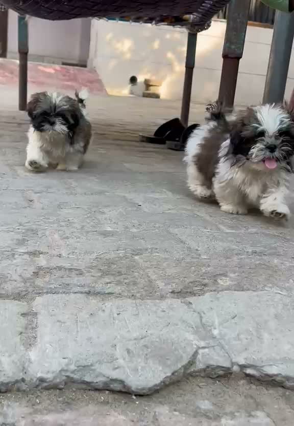 Shih Tzu | Black Color, farm video