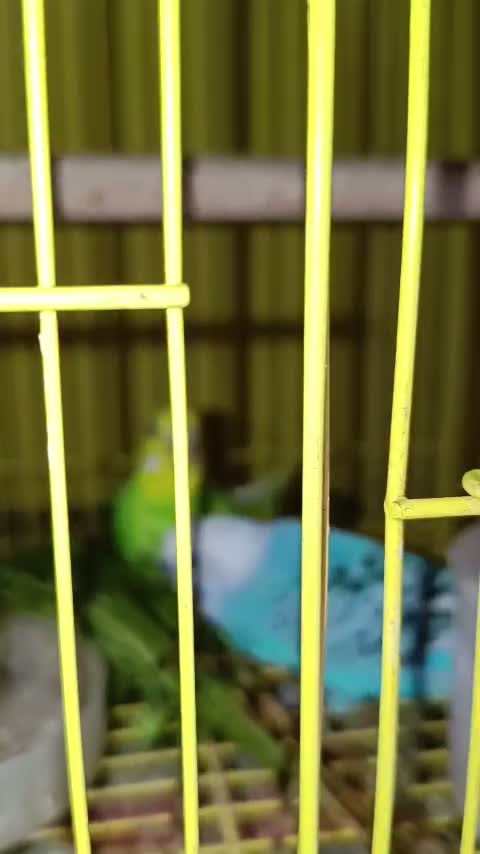 Budgies | Fallow, farm video