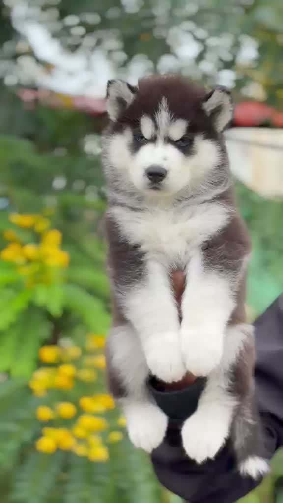 Siberian Husky Puppy | Black & White Color, farm video