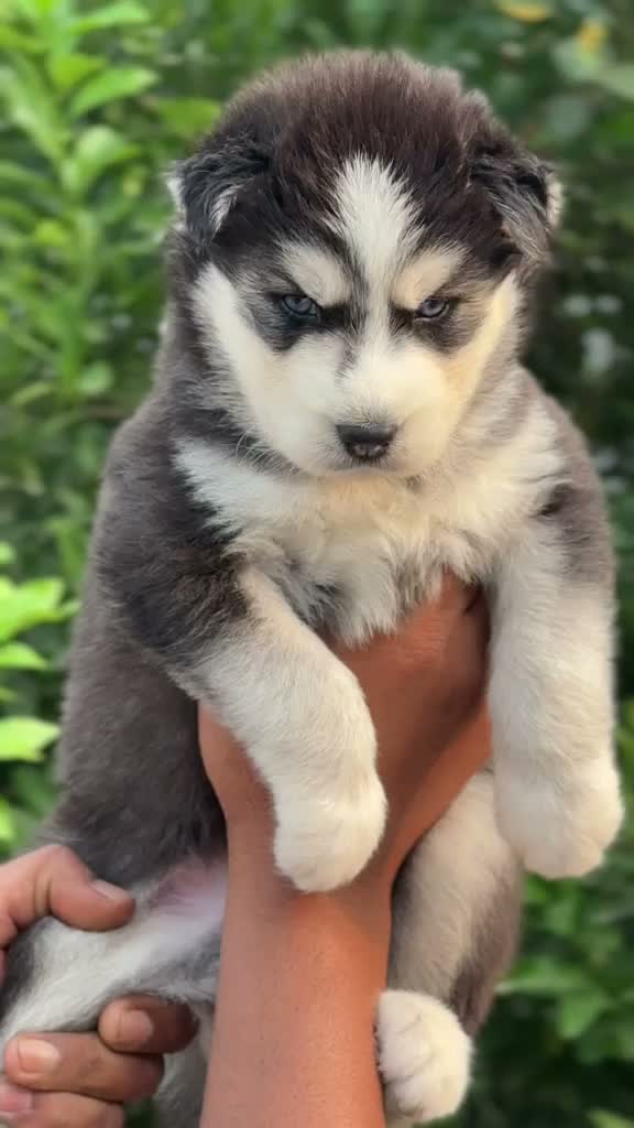Siberian Husky Puppy | Black & White Color, farm video