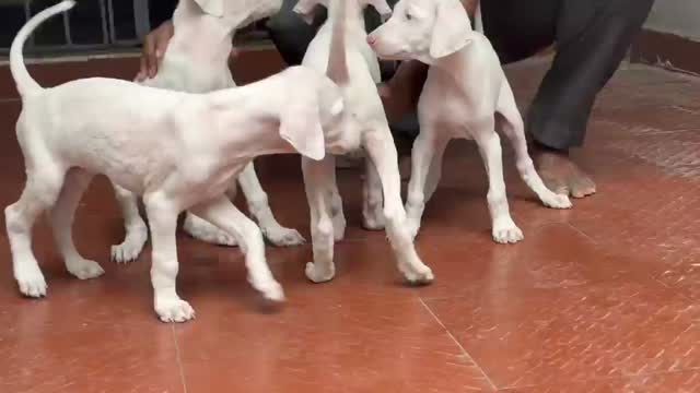 Rajapalayam Puppy, farm video