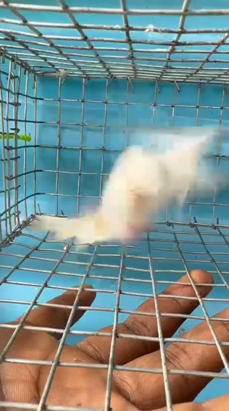 Helicopter Budgies, farm video