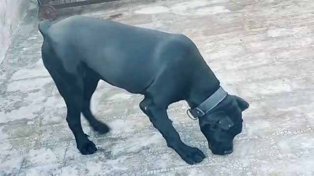 Cane Corso Puppy | Blue, farm video