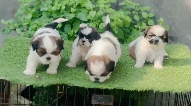 Shih Tzu | Black Color, farm video