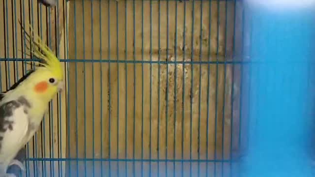 Dachshund Puppy | Brown, farm video
