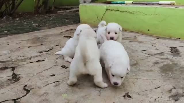 Pomeranian Puppy, farm video