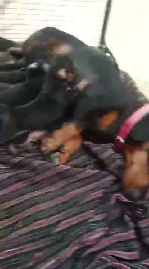 Dachshund Puppy | Brown, farm video