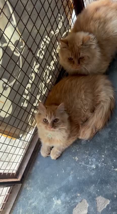 Persian, farm video