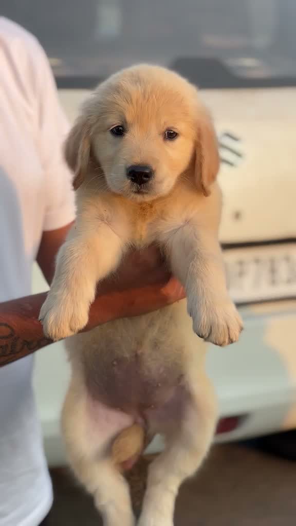 Dachshund Puppy | Brown & Tan, farm video