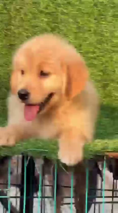 Dachshund Puppy | Brown & Tan, farm video