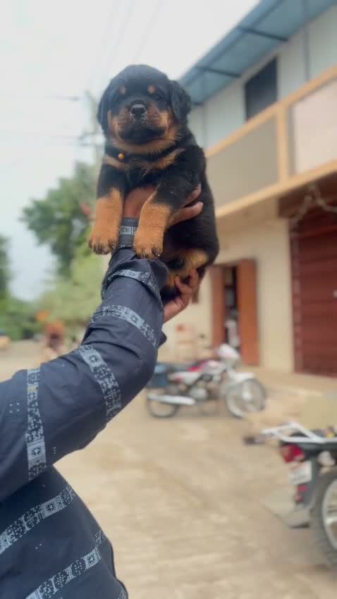 Rottweiler Puppy, farm video