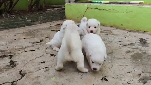 Pomeranian Puppy, farm video