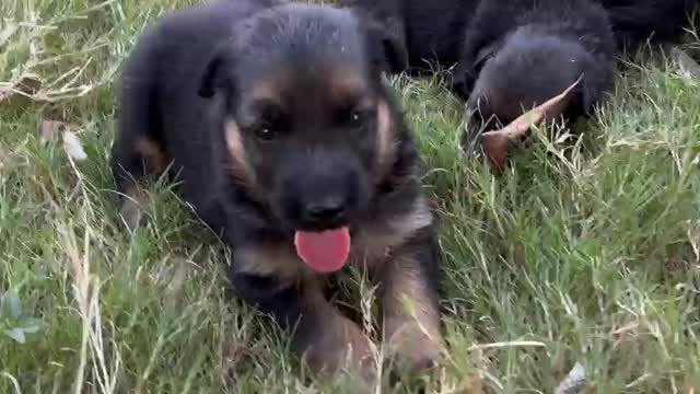 Dachshund Puppy | Brown & Tan, farm video