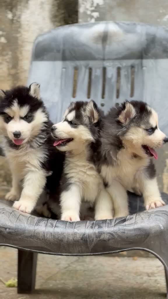 Siberian Husky Puppy | Black & White Color, farm video