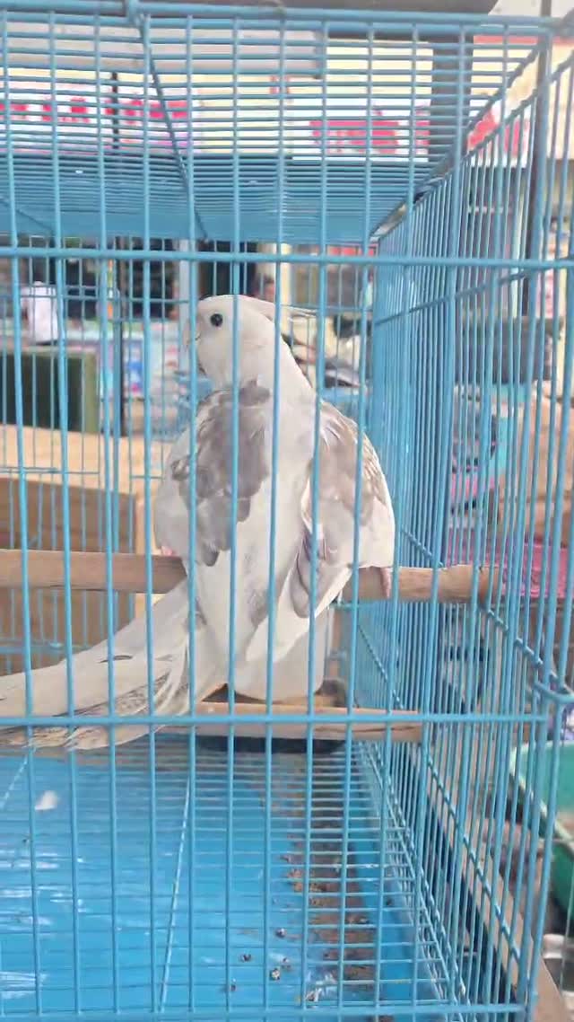 Cockatiel, farm video