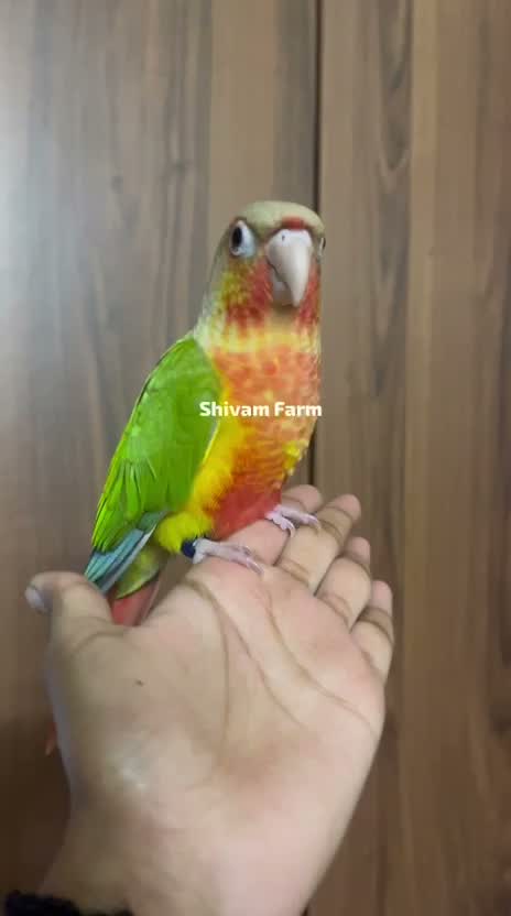 Pineapple Headed Conure, farm video