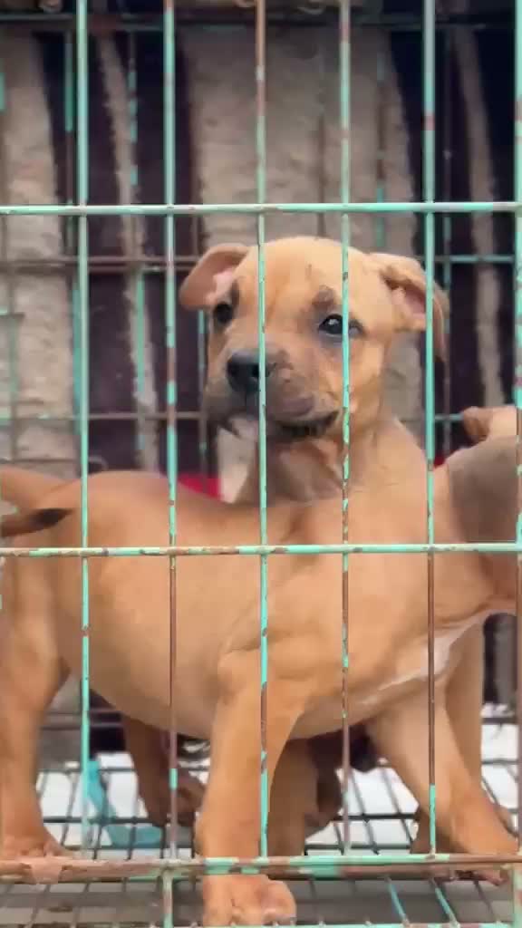 Dachshund Puppy | Brown & Tan, farm video