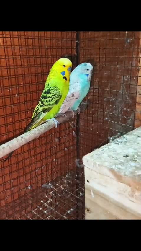 Holland Budgies, farm video