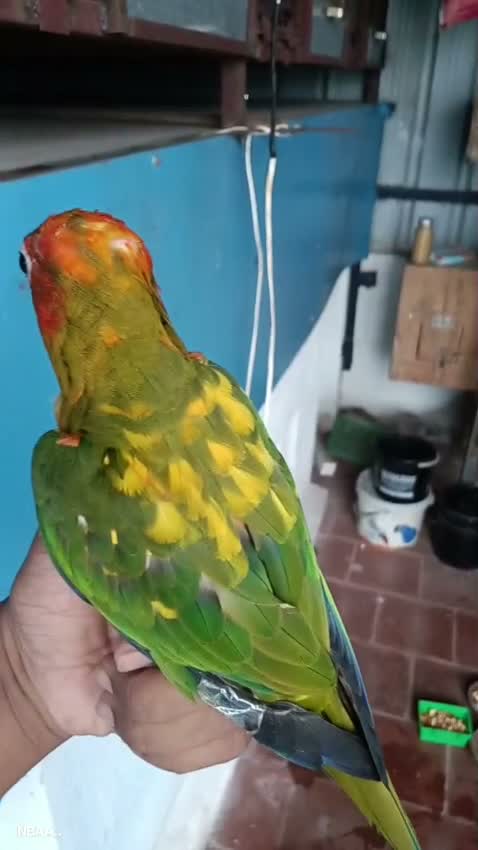 Sun Conure, farm video