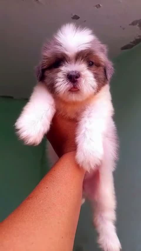 Dachshund Puppy | Brown & Tan, farm video