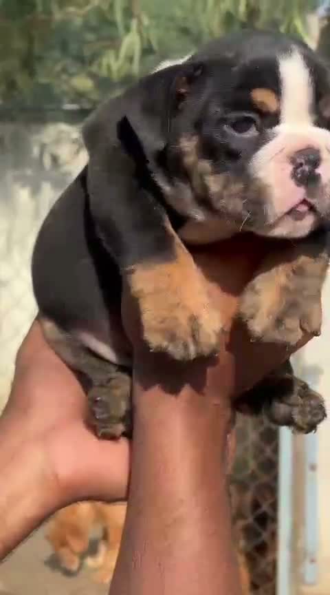 French Bulldog Puppy, farm video