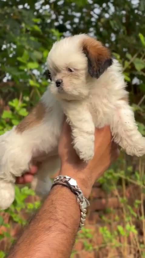Shih Tzu | Black Color, farm video
