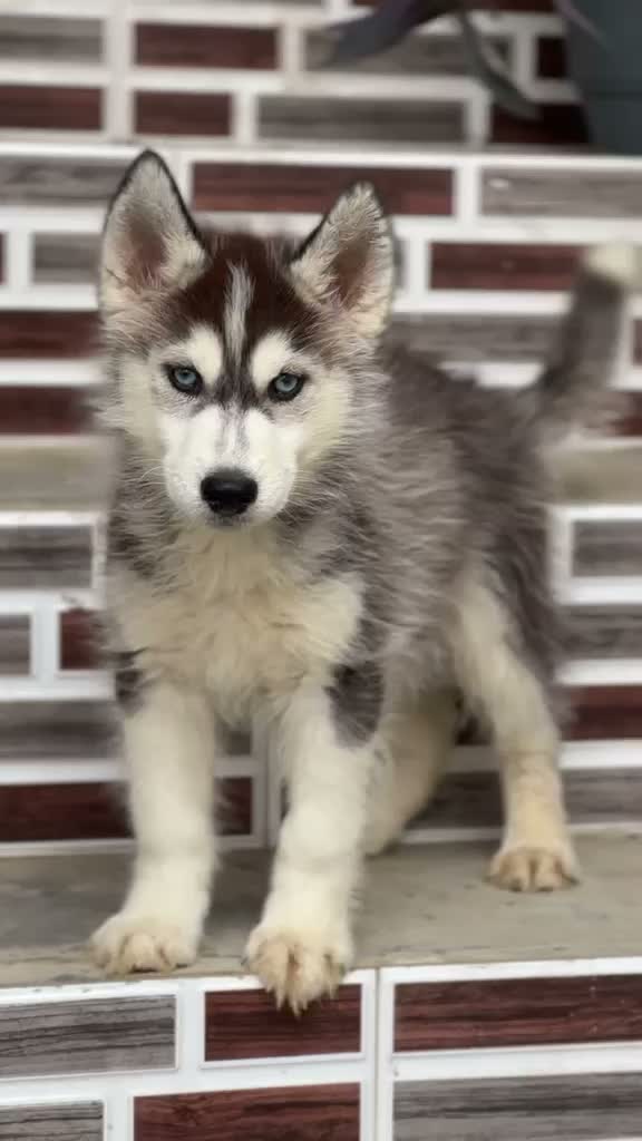 Siberian Husky Puppy | Black & White Color, farm video