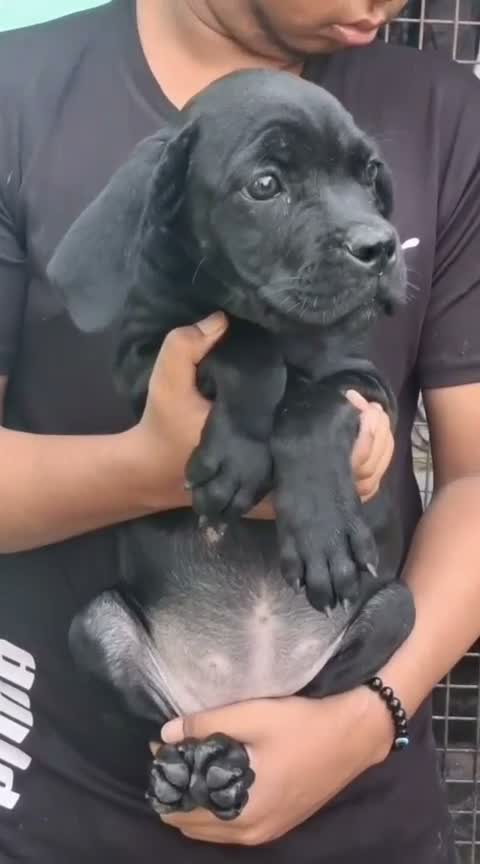 Cane Corso Puppy | Blue, farm video